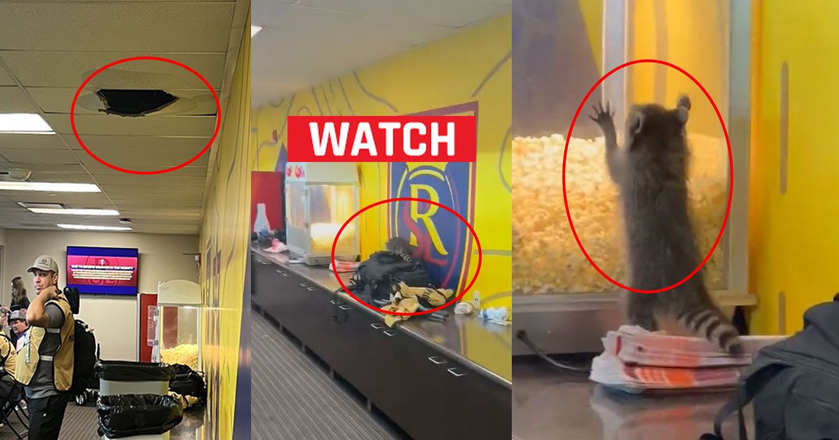 WATCH: Raccoon falls through ceiling in press box at Real Salt Lake vs ...